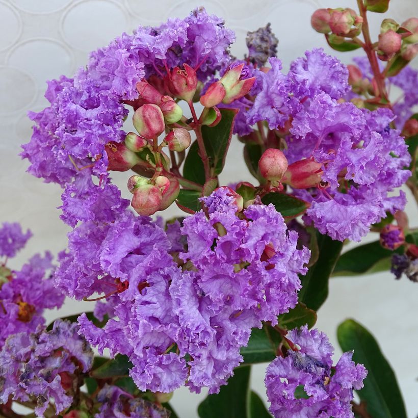 Árvore-de-júpiter Lilac Grand Sud - Lagerstroemia indica (Floração)