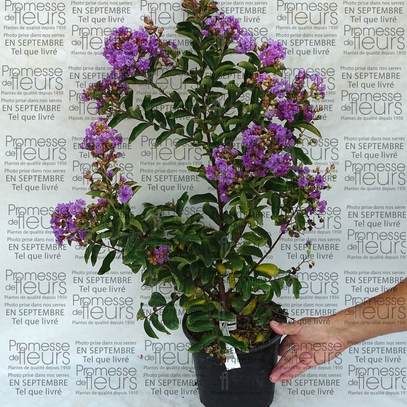 Exemplo de amostra de Lagerstroemia Lilac Grand Sud - Lilas des Indes. Vaso de 4 L/5 L tal como entregue