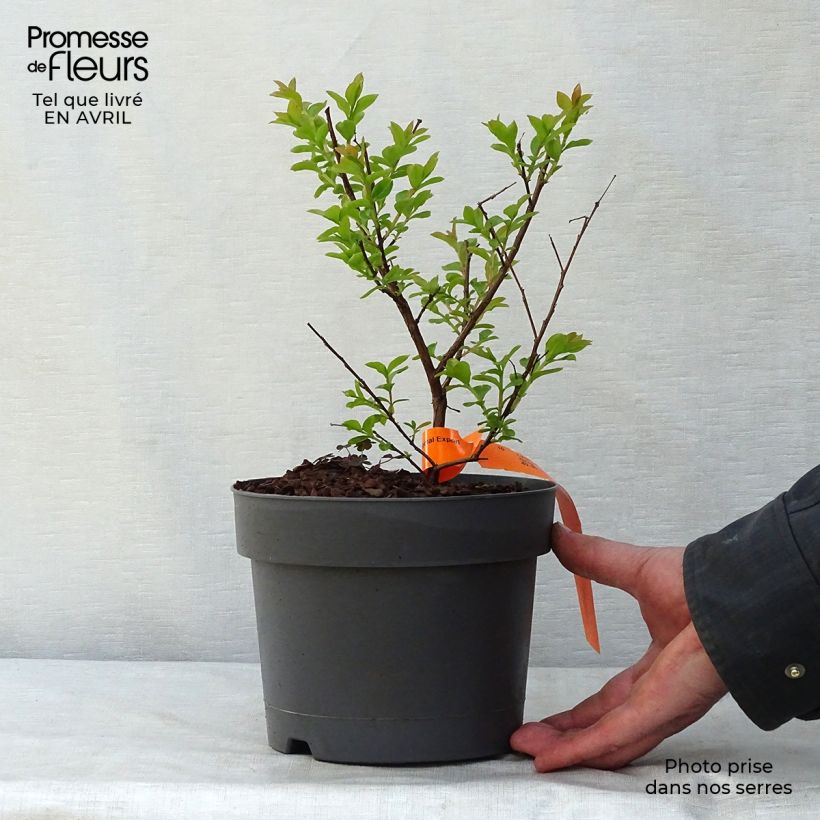 Amostra de Árvore-de-júpiter Mardi Gras - Lagerstroemia indica Vaso de 3 L/4 L tal como entregue na primavera