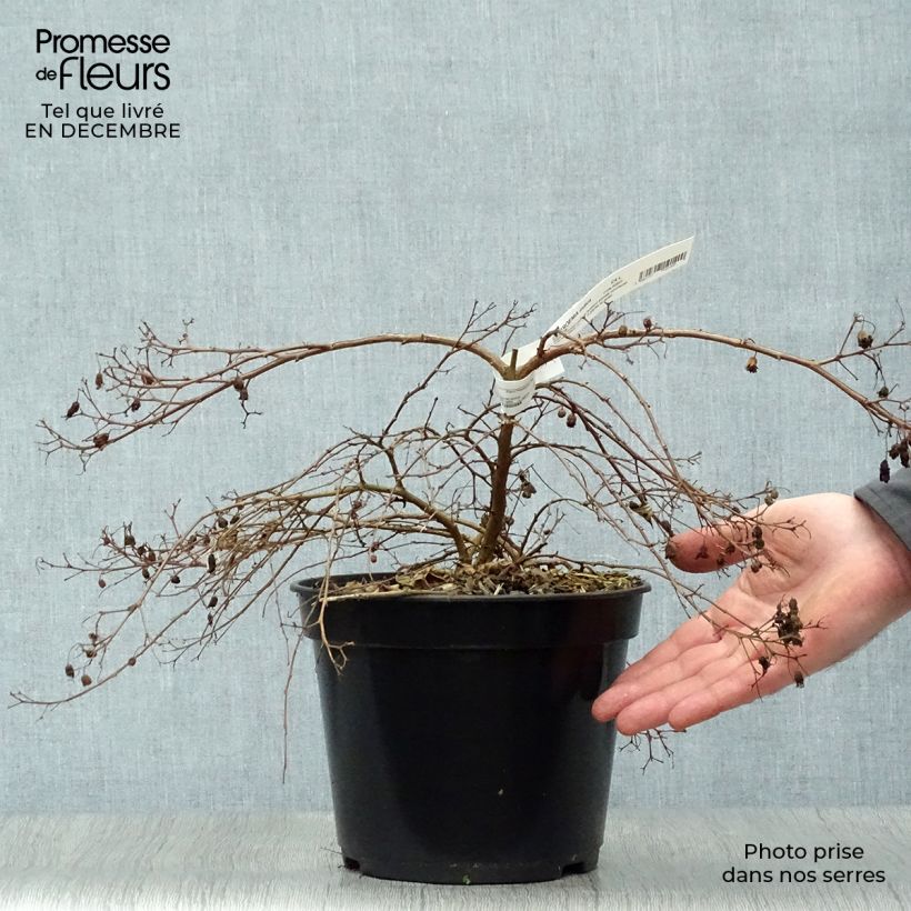 Amostra de Lagerstroemia Mimie Fuchsia - Lilas de indes couvre-sol Vaso de 2 L/3 L tal como entregue no inverno