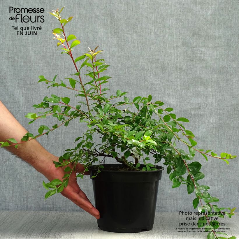 Amostra de Árvore-de-júpiter Mimie Fuchsia - Lagerstroemia indica Vaso de 2 L/3 L tal como entregue no verão