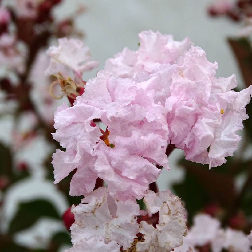 Árvore-de-júpiter Neige d'Eté - Lagerstroemia indica (Floração)
