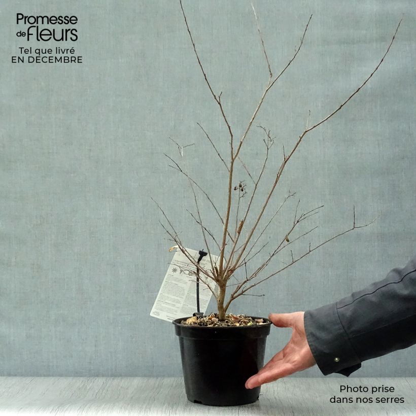 Amostra de Lagerstroemia Neige d'Eté - Lilas des Indes Vaso de 3 L/4 L tal como entregue no inverno