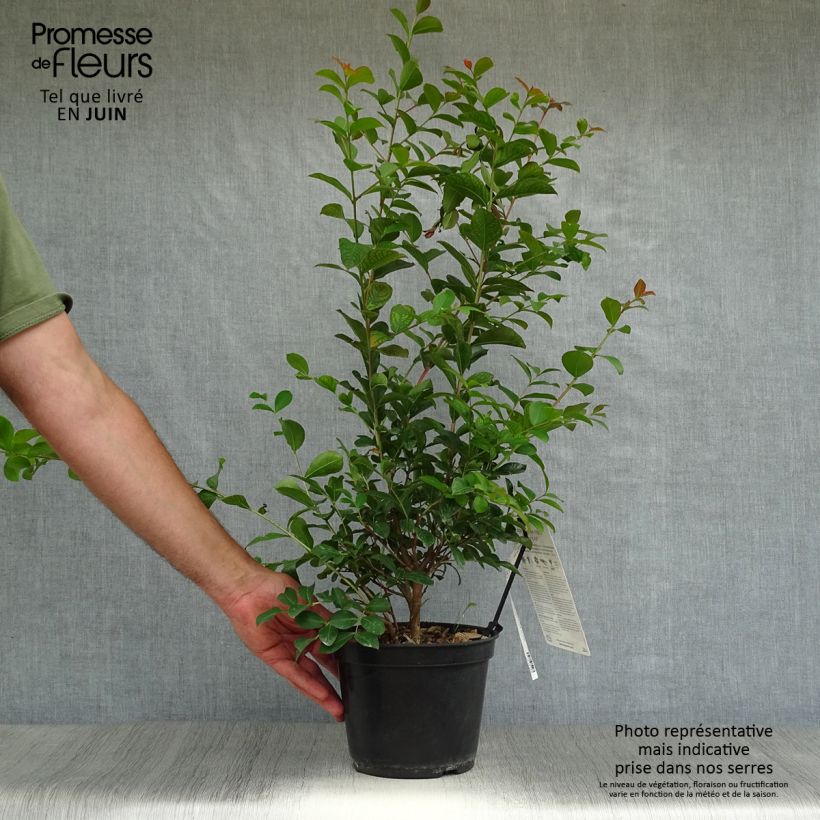 Amostra de Árvore-de-júpiter Neige d'Eté - Lagerstroemia indica Vaso de 3 L/4 L tal como entregue no verão