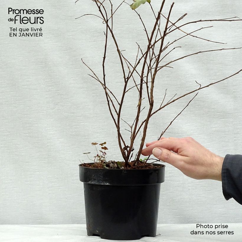 Amostra de Lagerstroemia indica Rhapsody in PINK - Lilas des Indes Vaso de 3 L/4 L tal como entregue no inverno