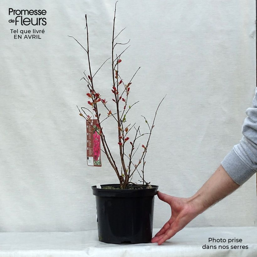 Amostra de Árvore-de-júpiter Rhapsody in Pink - Lagerstroemia indica Vaso de 3 L/4 L, Arbusto tal como entregue na primavera