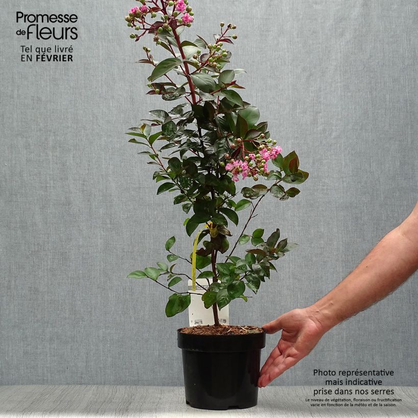 Amostra de Árvore-de-júpiter Rhapsody in Pink - Lagerstroemia indica Vaso de 3 L/4 L, Arbusto tal como entregue no outono