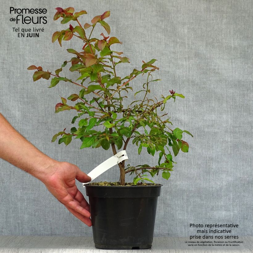 Amostra de Árvore-de-júpiter Rhapsody in Pink - Lagerstroemia indica Vaso de 3 L/4 L, Arbusto tal como entregue no verão