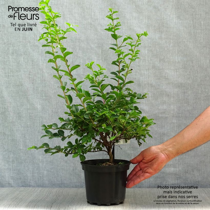 Amostra de Árvore-de-júpiter Bergerac - Lagerstroemia indica Vaso de 3 L/4 L, Arbusto tal como entregue no verão