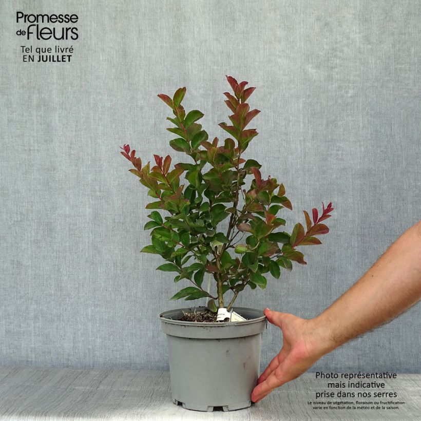 Amostra de Árvore-de-júpiter Berlingot Menthe - Lagerstroemia indica Vaso de 3 L/4 L, Arbusto tal como entregue no verão