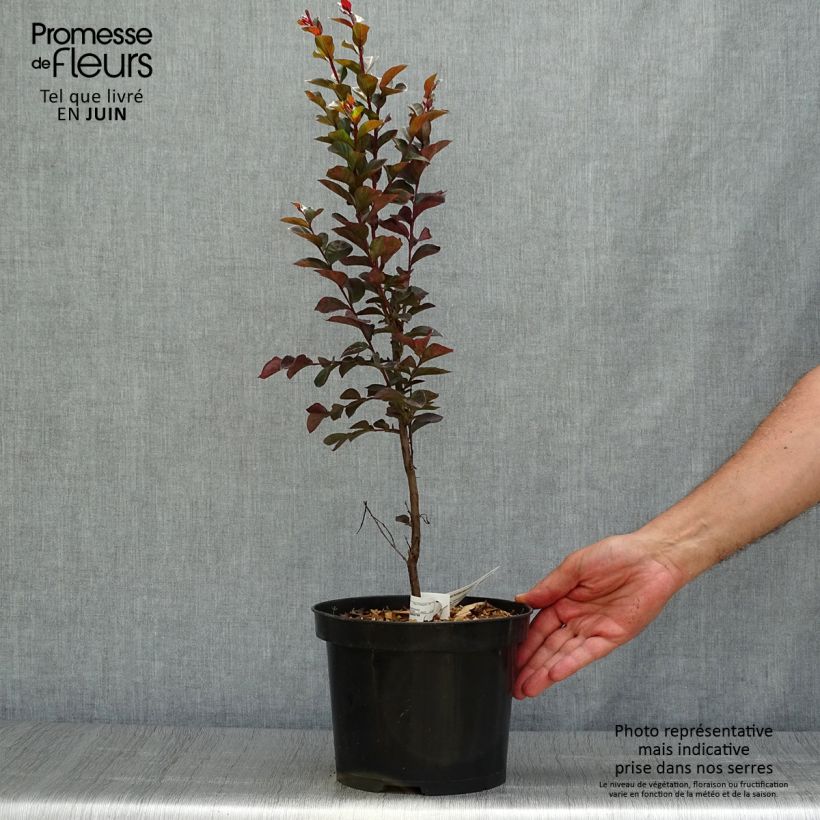 Amostra de Árvore-de-júpiter Black Solitaire Blush - Lagerstroemia indica Vaso de 3 L/4 L tal como entregue no verão