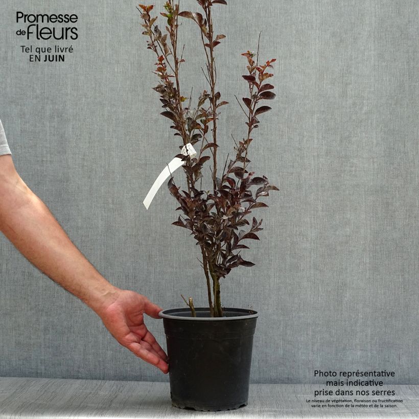 Amostra de Árvore-de-júpiter Black Solitaire Pure White - Lagerstroemia indica Vaso de 3 L/4 L tal como entregue no verão