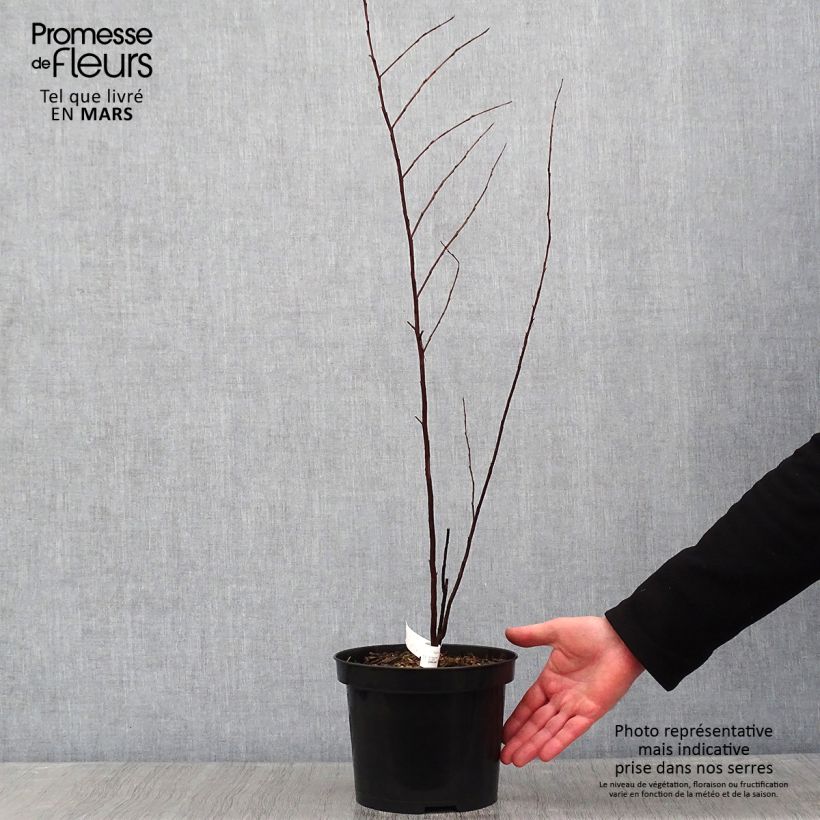 Amostra de Árvore-de-júpiter Black Solitaire Purely Purple - Lagerstroemia indica Vaso de 3 L/4 L tal como entregue no inverno