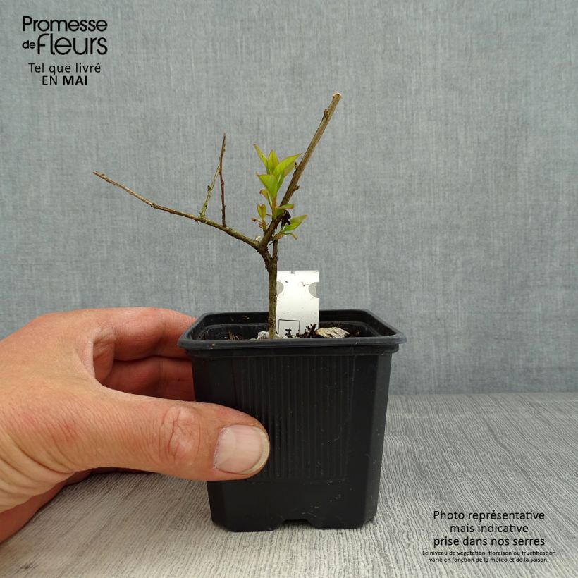 Amostra de Árvore-de-júpiter Cherry - Lagerstroemia indica Vaso de 8/9 cm tal como entregue na primavera