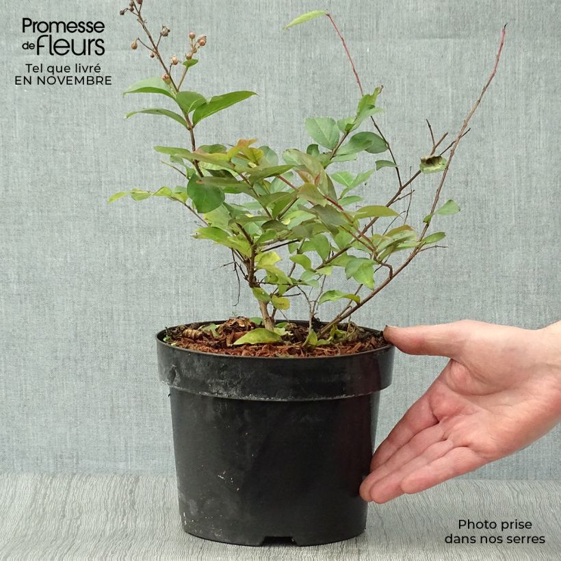Amostra de Árvore-de-júpiter Coral Magic - Lagerstroemia indica Vaso de 2 L/3 L tal como entregue no outono
