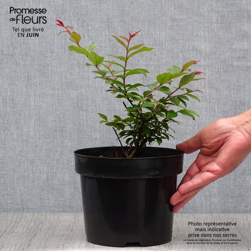 Amostra de Árvore-de-júpiter Coral Magic - Lagerstroemia indica Vaso de 2 L/3 L tal como entregue no verão