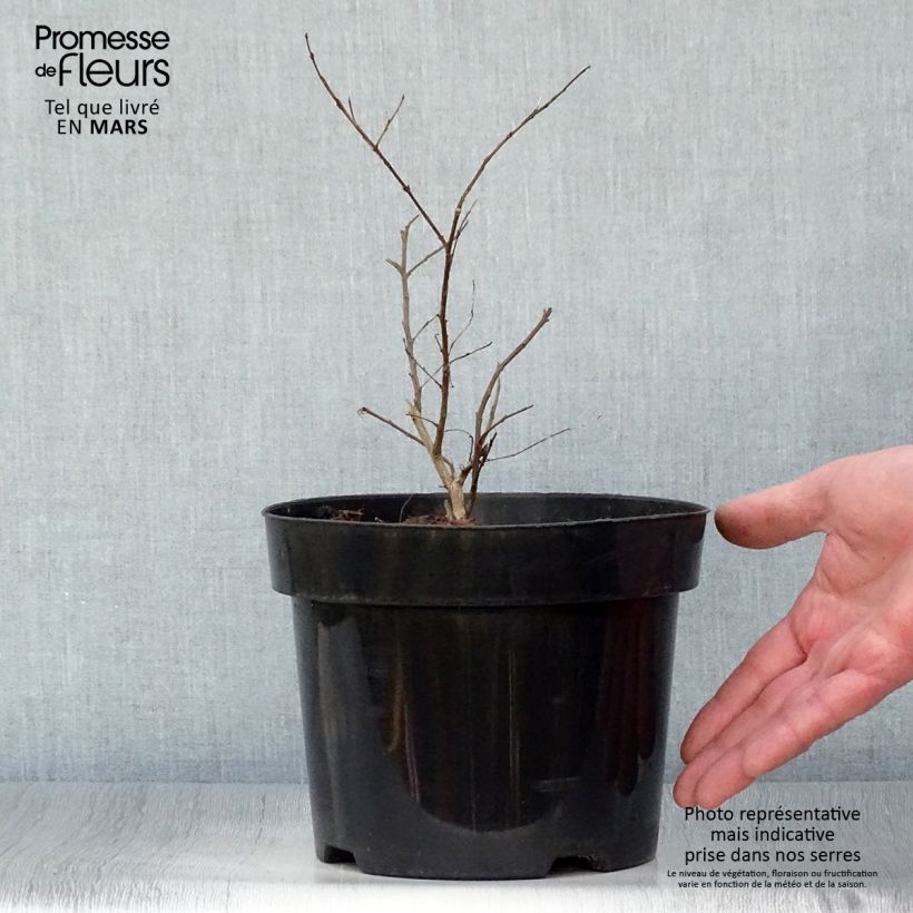 Amostra de Árvore-de-júpiter Coral Magic - Lagerstroemia indica Vaso de 2 L/3 L tal como entregue na primavera