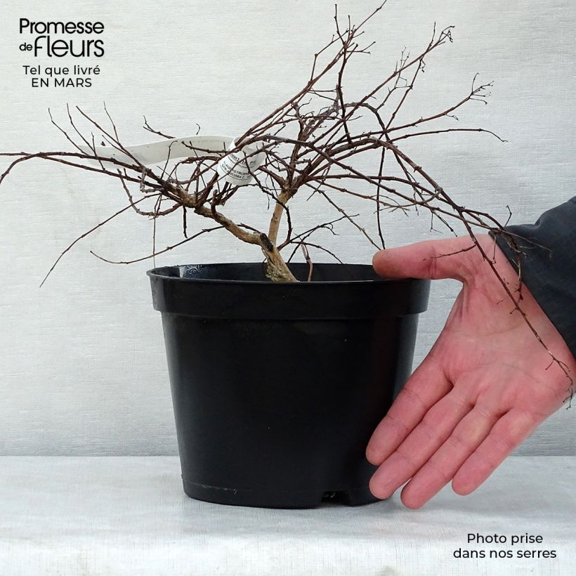 Amostra de Lagerstroemia indica Cordon bleu - Lilas des Indes bleu lavande Vaso de 3 L/4 L tal como entregue na primavera