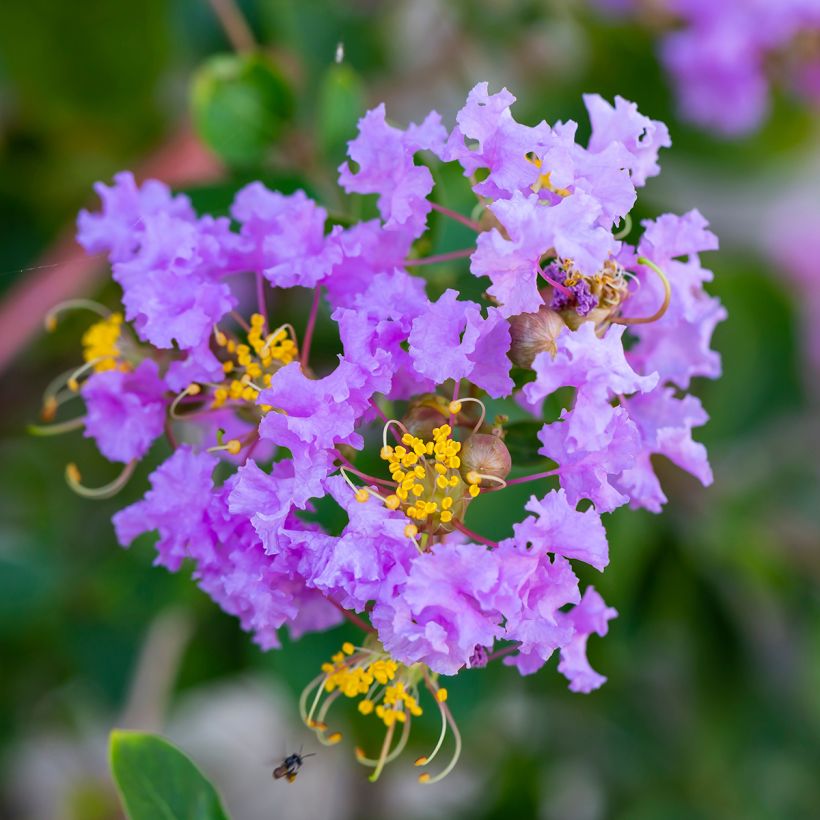 Árvore-de-júpiter Cordon Bleu - Lagerstroemia indica (Floração)