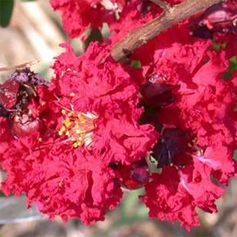 Árvore-de-júpiter Dynamite - Lagerstroemia indica (Floração)