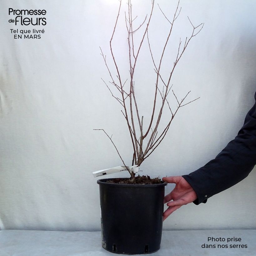 Amostra de Árvore-de-júpiter Dynamite - Lagerstroemia indica Vaso de 7,5 L/10 L tal como entregue na primavera