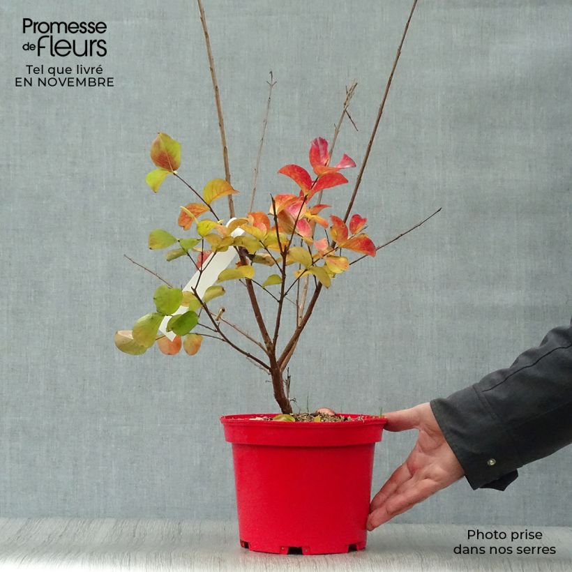 Amostra de Árvore-de-júpiter Dynamite - Lagerstroemia indica Vaso de 3 L/4 L, Arbusto tal como entregue no outono
