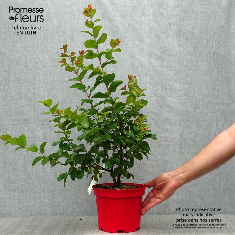 Amostra de Árvore-de-júpiter Dynamite - Lagerstroemia indica Vaso de 3 L/4 L, Arbusto tal como entregue no verão