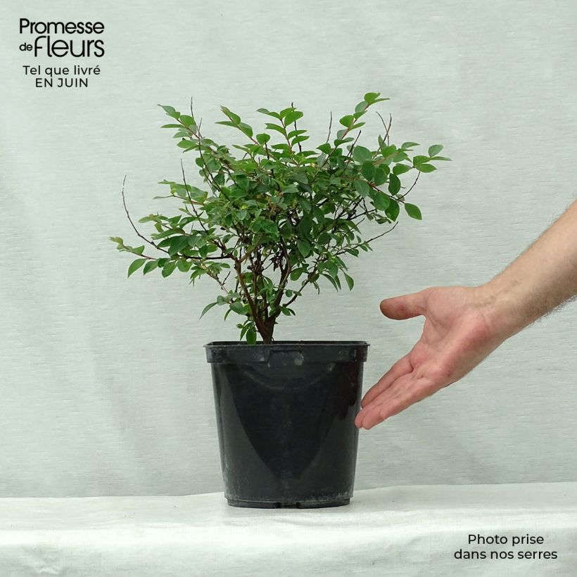 Amostra de Árvore-de-júpiter Fuchsia d'Eté - Lagerstroemia indica Vaso de 4 L/5 L, Arbusto tal como entregue no verão