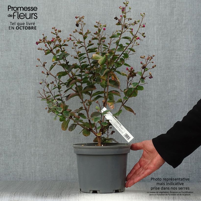Amostra de Árvore-de-júpiter Fuchsia d'Eté - Lagerstroemia indica Vaso de 4 L/5 L, Arbusto tal como entregue no outono