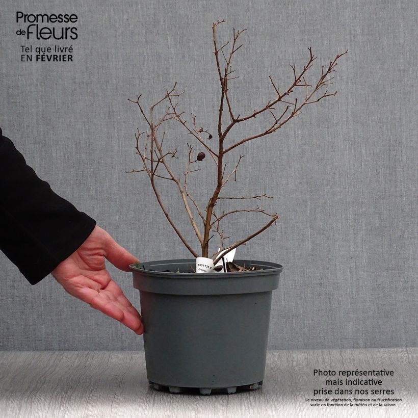 Amostra de Lagerstroemia indica Fuchsia d'Eté - Lilas des Indes Vaso de 4 L/5 L tal como entregue no inverno