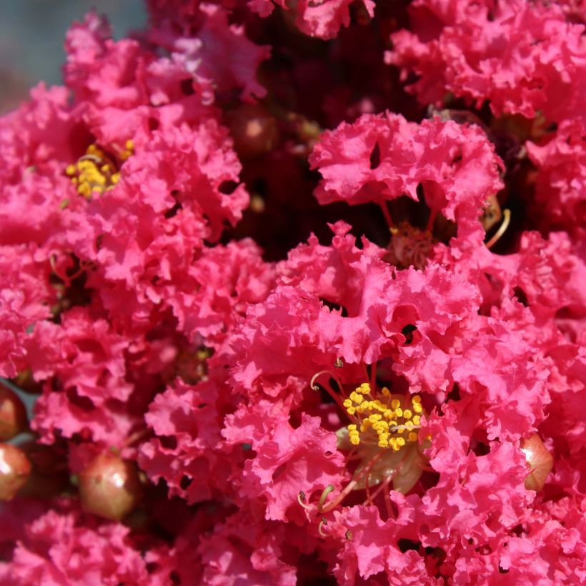 Árvore-de-júpiter Grand Cru - Lagerstroemia indica (Floração)