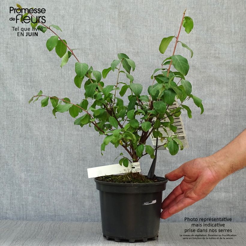 Amostra de Árvore-de-júpiter Grand Cru - Lagerstroemia indica Vaso de 3 L/4 L tal como entregue no verão