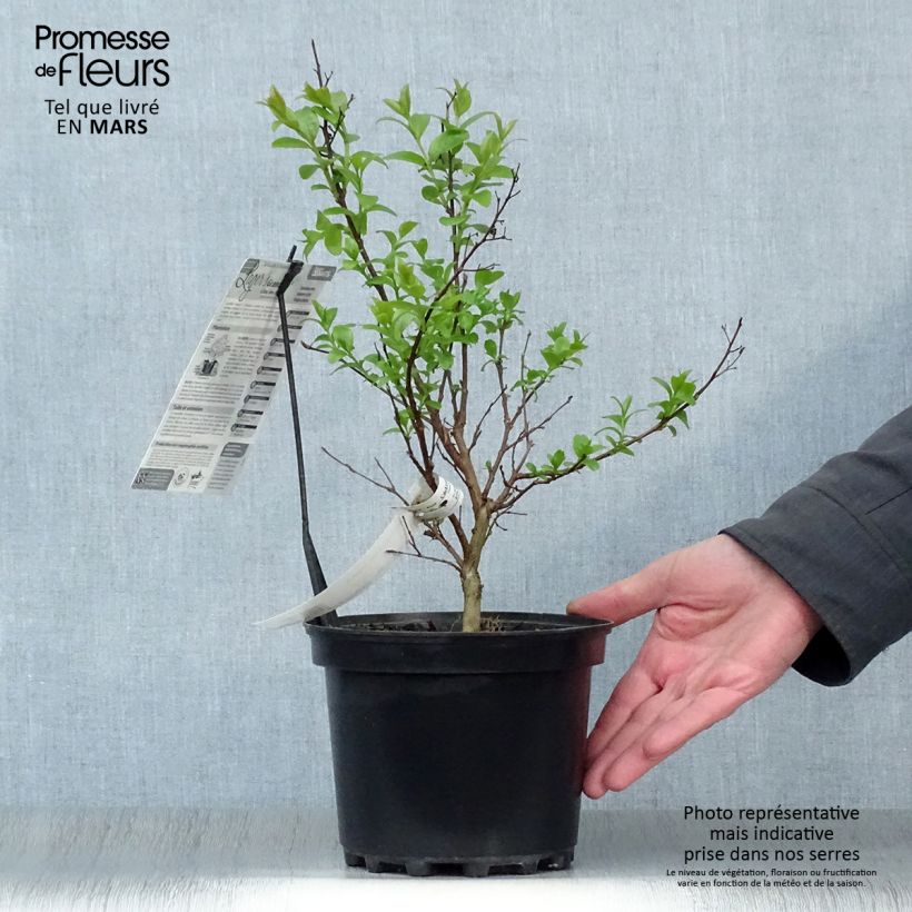 Amostra de Árvore-de-júpiter Grand Cru - Lagerstroemia indica Vaso de 3 L/4 L tal como entregue na primavera