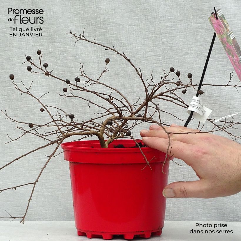 Amostra de Lagerstroemia indica Houston - Lilas des Indes Vaso de 3 L/4 L tal como entregue no inverno