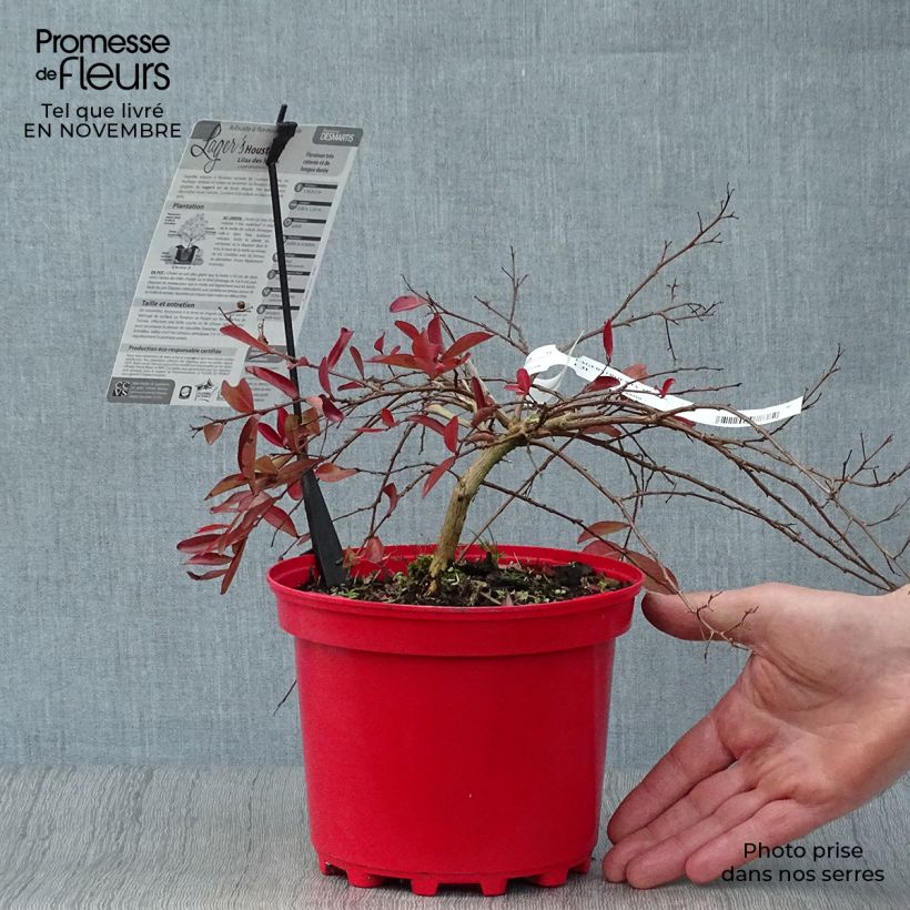 Amostra de Árvore-de-júpiter Houston - Lagerstroemia indica Vaso de 3 L/4 L tal como entregue no outono