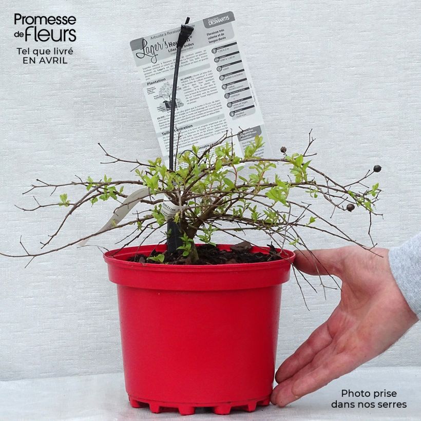 Amostra de Árvore-de-júpiter Houston - Lagerstroemia indica Vaso de 3 L/4 L tal como entregue na primavera