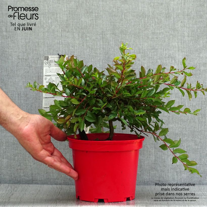 Amostra de Árvore-de-júpiter Houston - Lagerstroemia indica Vaso de 3 L/4 L tal como entregue no verão