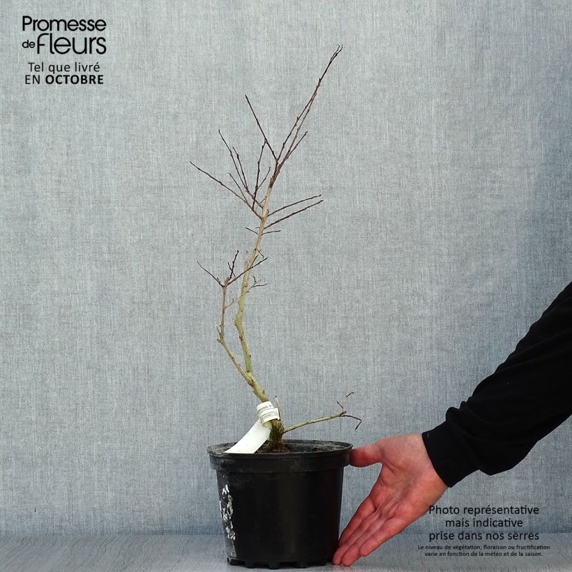 Amostra de Árvore-de-júpiter Jacqueline Desmartis - Lagerstroemia indica Vaso de 3 L/4 L tal como entregue no outono