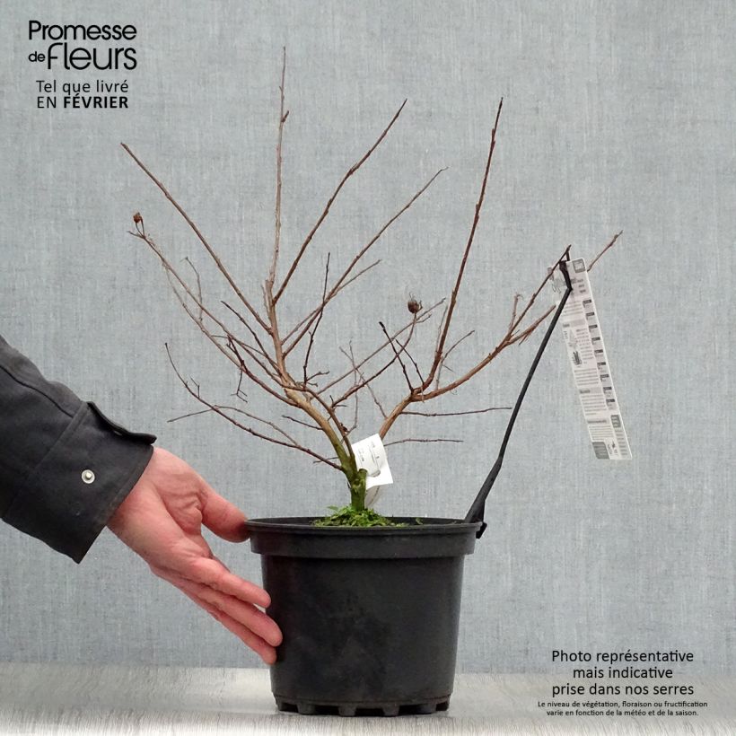 Amostra de Lagerstroemia indica Jacqueline Desmartis - Lilas des Indes Vaso de 3 L/4 L tal como entregue no inverno