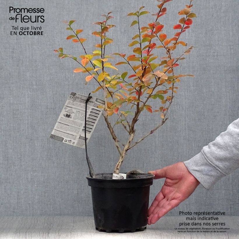 Amostra de Árvore-de-júpiter Jeanne Desmartis - Lagerstroemia indica Vaso de 3 L/4 L tal como entregue no outono