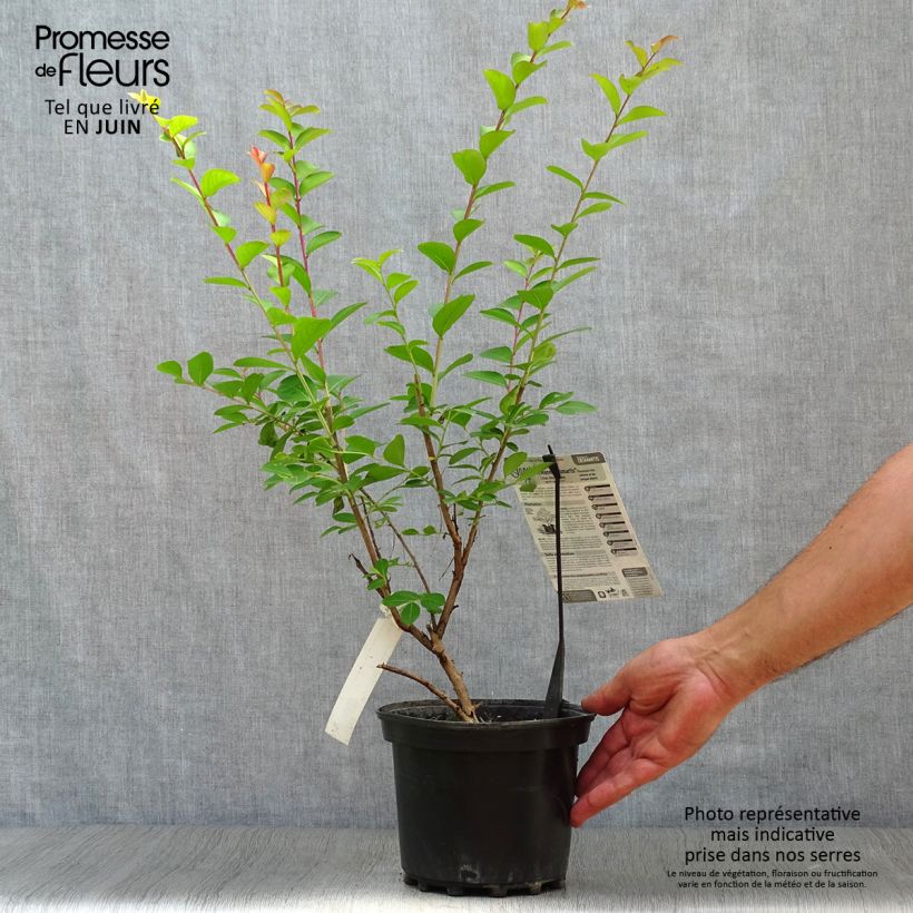 Amostra de Árvore-de-júpiter Jeanne Desmartis - Lagerstroemia indica Vaso de 3 L/4 L tal como entregue no verão