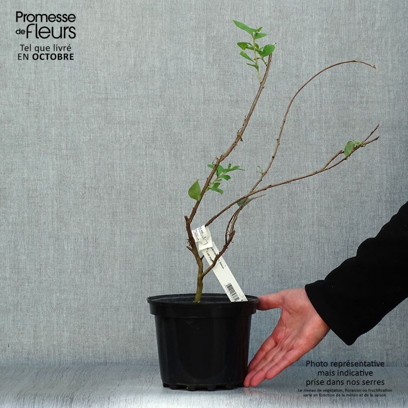 Amostra de Árvore-de-júpiter Kimono - Lagerstroemia indica Vaso de 3 L/4 L tal como entregue no outono