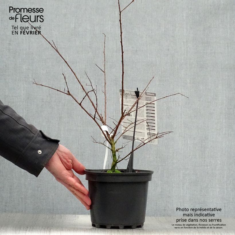 Amostra de Lagerstroemia indica La Mousson - Lilas des Indes Vaso de 3 L/4 L tal como entregue no inverno