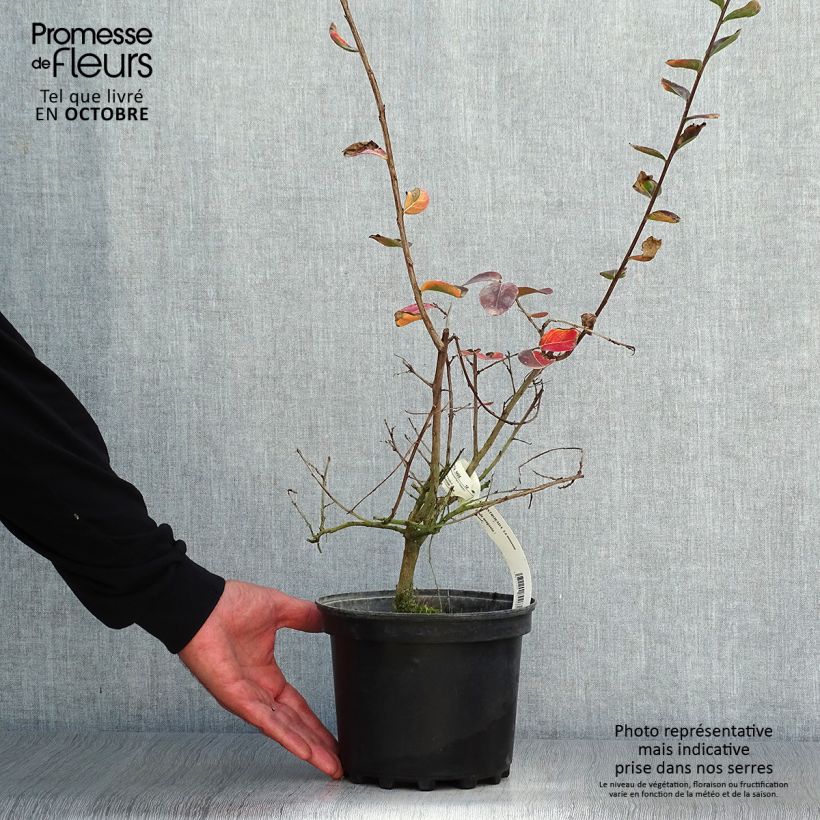 Amostra de Árvore-de-júpiter La Mousson - Lagerstroemia indica Vaso de 3 L/4 L tal como entregue no outono