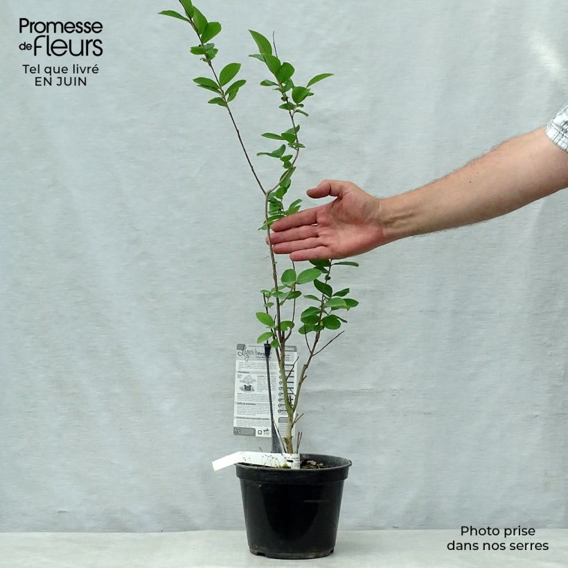 Amostra de Árvore-de-júpiter Margaux - Lagerstroemia indica Vaso de 3 L/4 L tal como entregue no verão