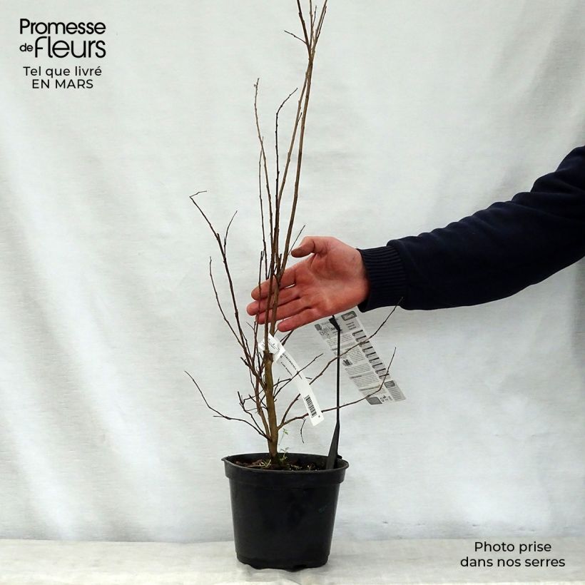 Amostra de Árvore-de-júpiter Margaux - Lagerstroemia indica Vaso de 3 L/4 L tal como entregue na primavera