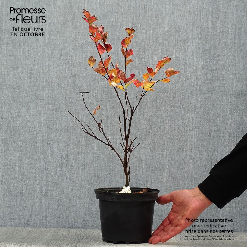 Amostra de Árvore-de-júpiter Margaux - Lagerstroemia indica Vaso de 3 L/4 L tal como entregue no outono