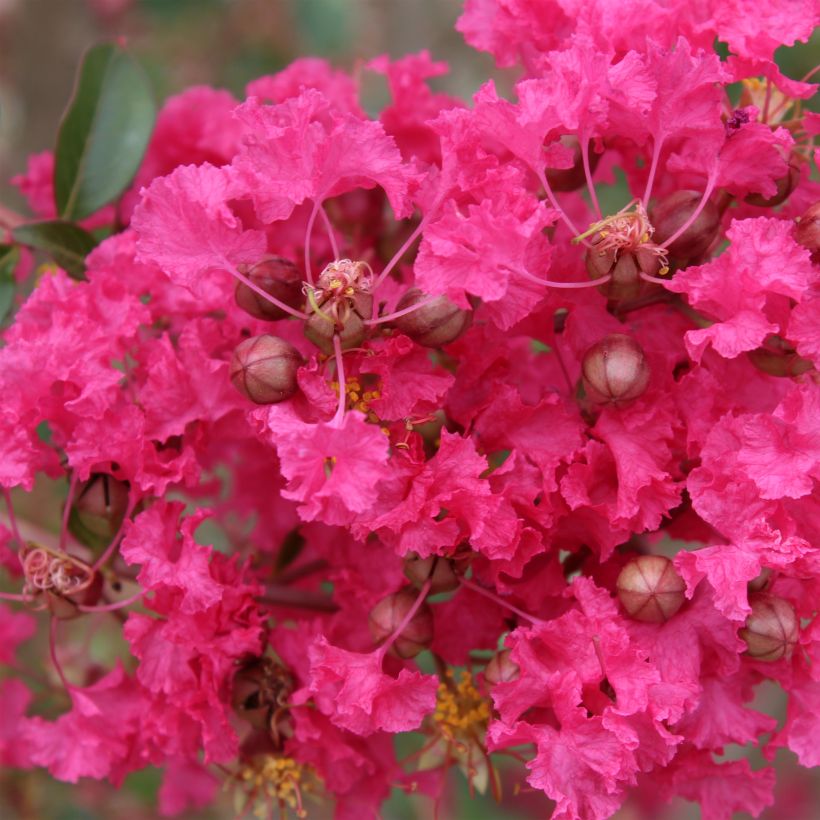 Árvore-de-júpiter Mon Panache - Lagerstroemia indica (Floração)