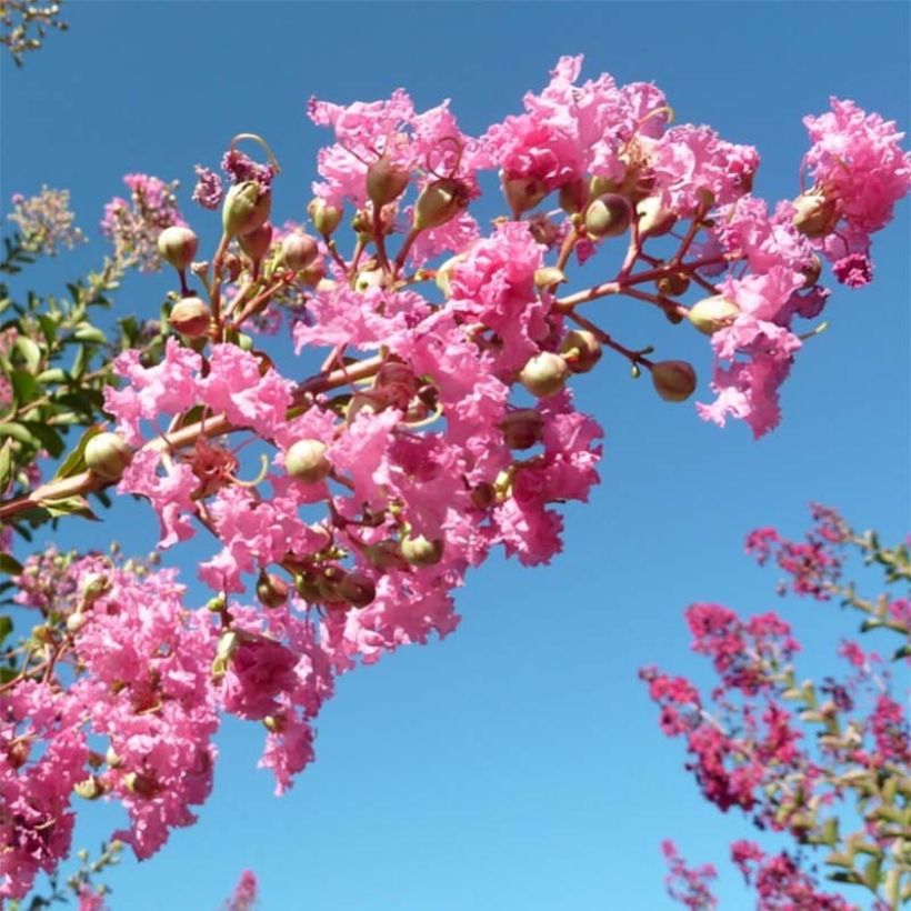 Árvore-de-júpiter Monbazillac - Lagerstroemia indica (Floração)