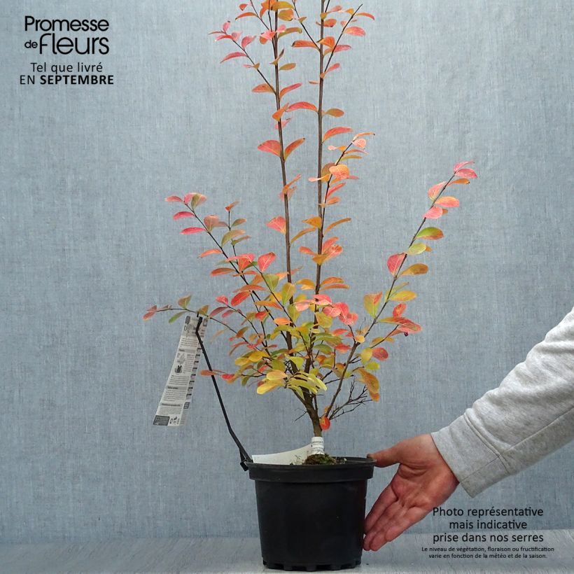 Amostra de Árvore-de-júpiter Monbazillac - Lagerstroemia indica Vaso de 3 L/4 L, Arbusto tal como entregue no outono